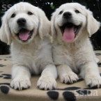animals-dogs-golden-retriever-1-800