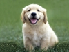 golden-retriever-puppies