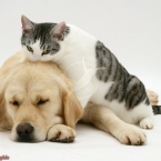 White-and-silver cat Clover licking sleepy Golden Retriever Lola