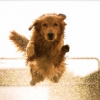 dog_jump