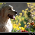 golden-retriever-f