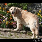 golden-retriever-f4
