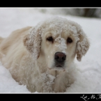 golden-retriever-n24