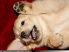 golden-retriever-puppy-buttercup-_mg_1848