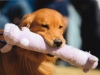 golden-retriever-with-toy