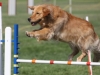 golden_retriever