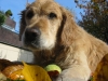 golden_retriever_0