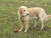 golden_retriever_in_play
