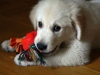 golden_retriever_pup-gnu-1