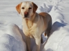 labrador-retriver-kartinki