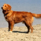 nova-scotia-duck-tolling-retriever
