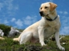 perros-de-caza-labrador-retriever