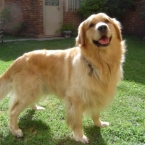 perros-golden-labrador-846100