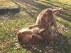 Lucky & Liberty at Play