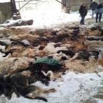 Догхантеры в погонах: участковый организовал массовый отстрел домашних собак
